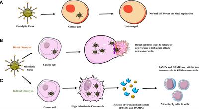 Oncolytic <mark class="highlighted">immunovirotherapy</mark> for high-grade gliomas: A novel and an evolving therapeutic option